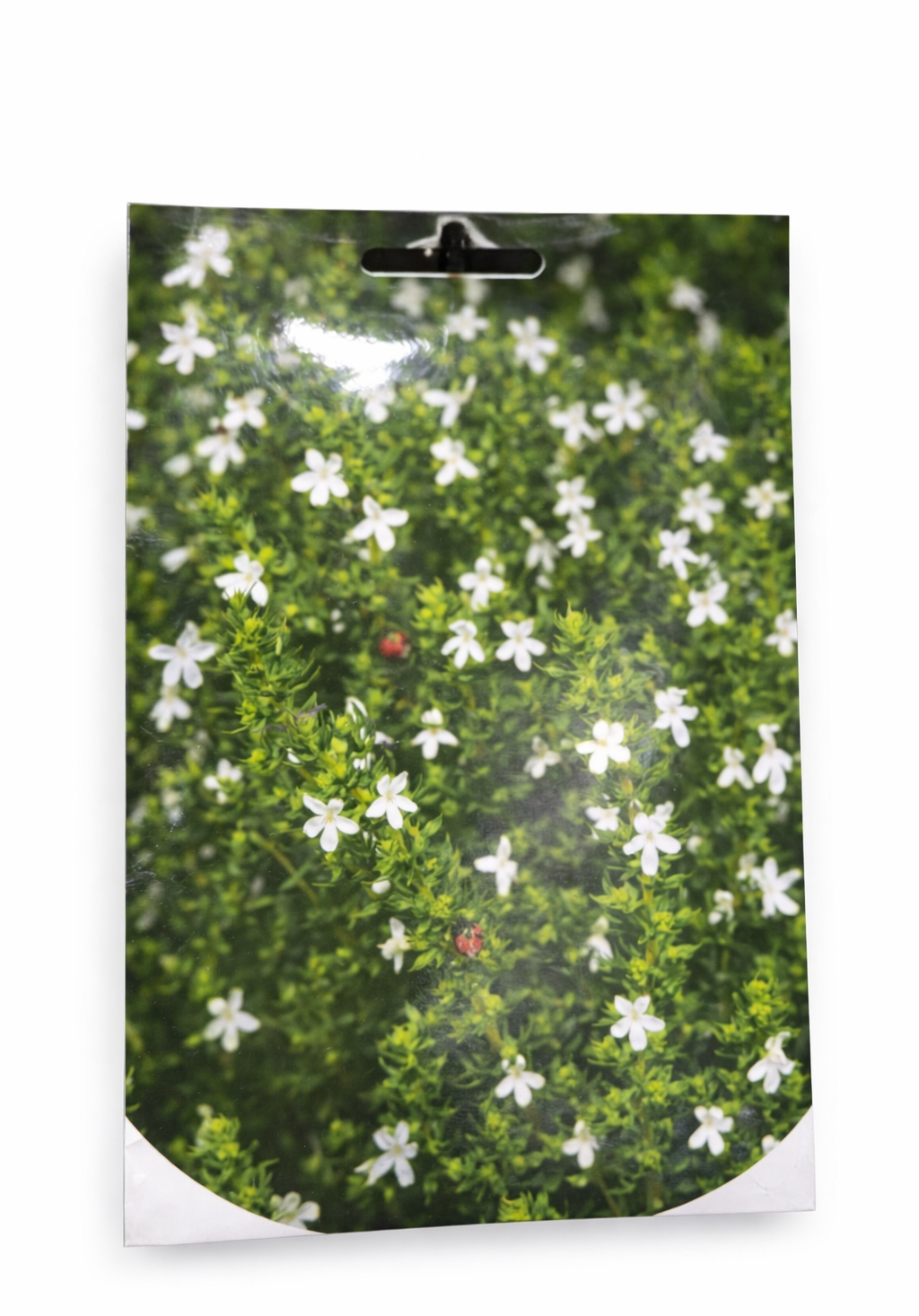 Sachet de Graines — Jasmin Blanc Étoilé