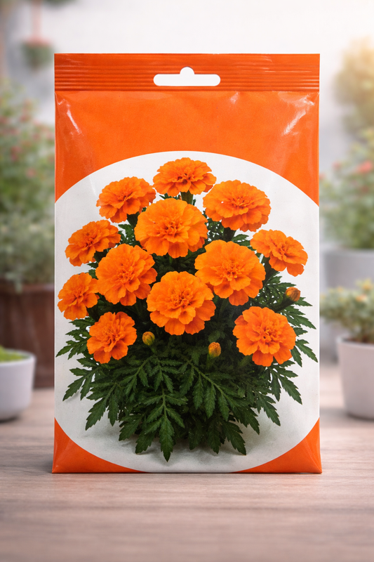 Graines d'Œillet d'Inde Orange (Tagetes patula) — Floraison Généreuse