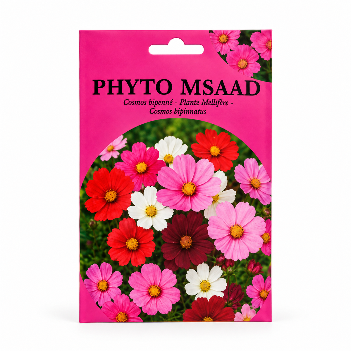 Graines de Cosmos Bipenné – Fleurs Colorées