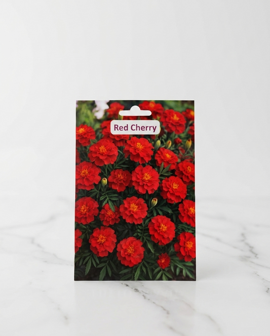 Œillet d’Inde Red Cherry – Graines de Fleurs